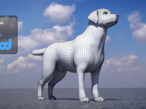 Labrador Retriever 3D Model