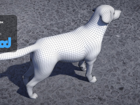 Labrador Retriever 3D Model