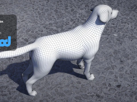 Labrador Retriever 3D Model