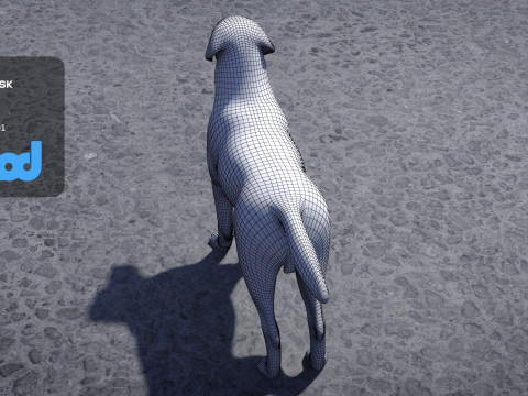 Labrador Retriever 3D Model