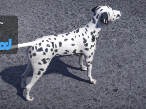 Dalmatian 3D Model
