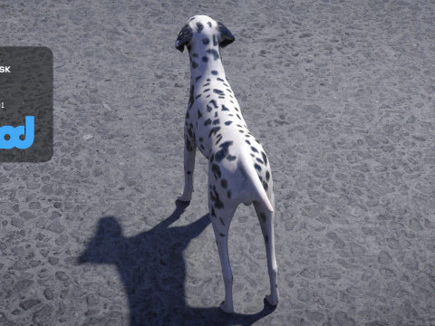 Dalmatian 3D Model