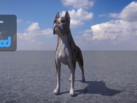 Boxer Dog 3D मॉडल
