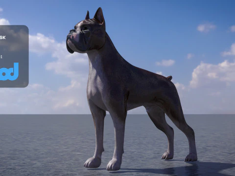 Boxer Dog 3D Model