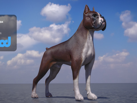 Boxer Dog 3D-Modell
