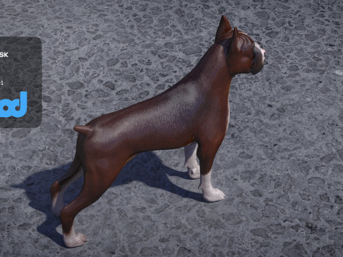 Boxer Dog 3D-Modell
