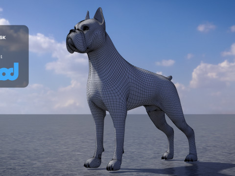 Boxer Dog 3D-Modell