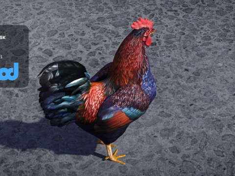 Rooster Modèle 3D