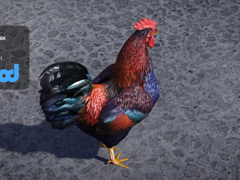 Gallo Modello 3D
