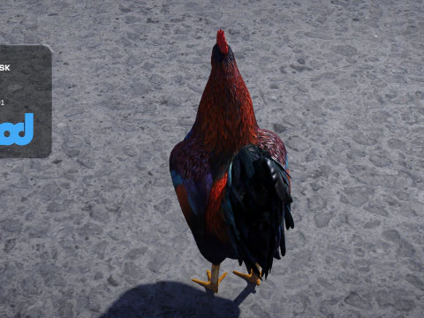 Gallo Modello 3D
