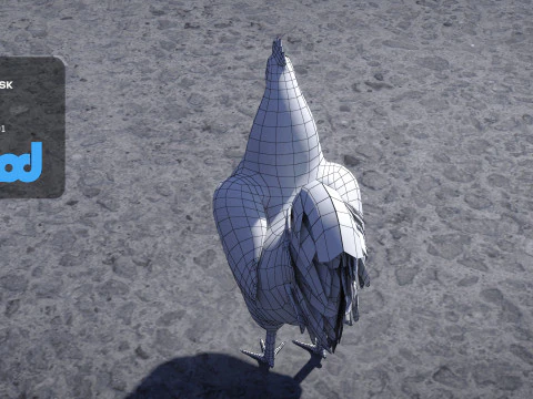 Gallo Modello 3D