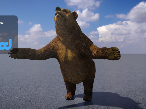 Brown Bear 3Dモデル