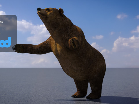 Brown Bear 3D Model