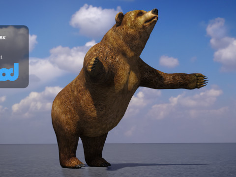 Brown Bear 3D Model