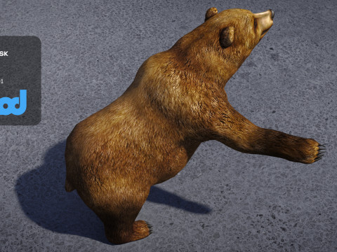 Brown Bear 3D Model