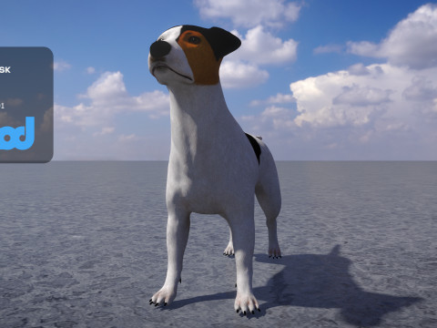 Jack Russell Terrier 3Dモデル