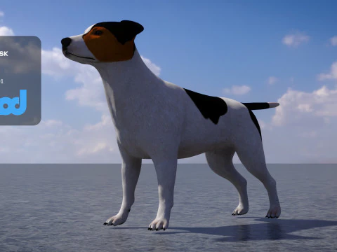 Jack Russell Terrier 3D Model