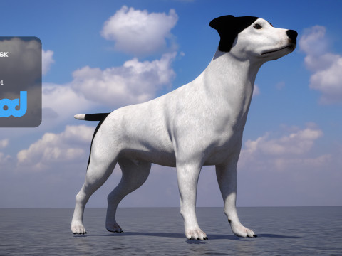 Jack Russell Terrier 3D Model