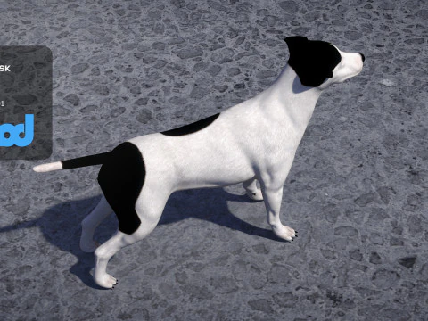Jack Russell Terrier 3D Model