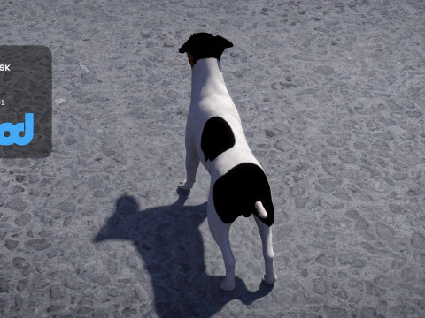 Jack Russell Terrier 3D Model