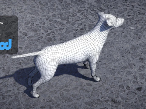 Jack Russell Terrier 3D Model