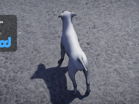 Jack Russell Terrier 3D Model