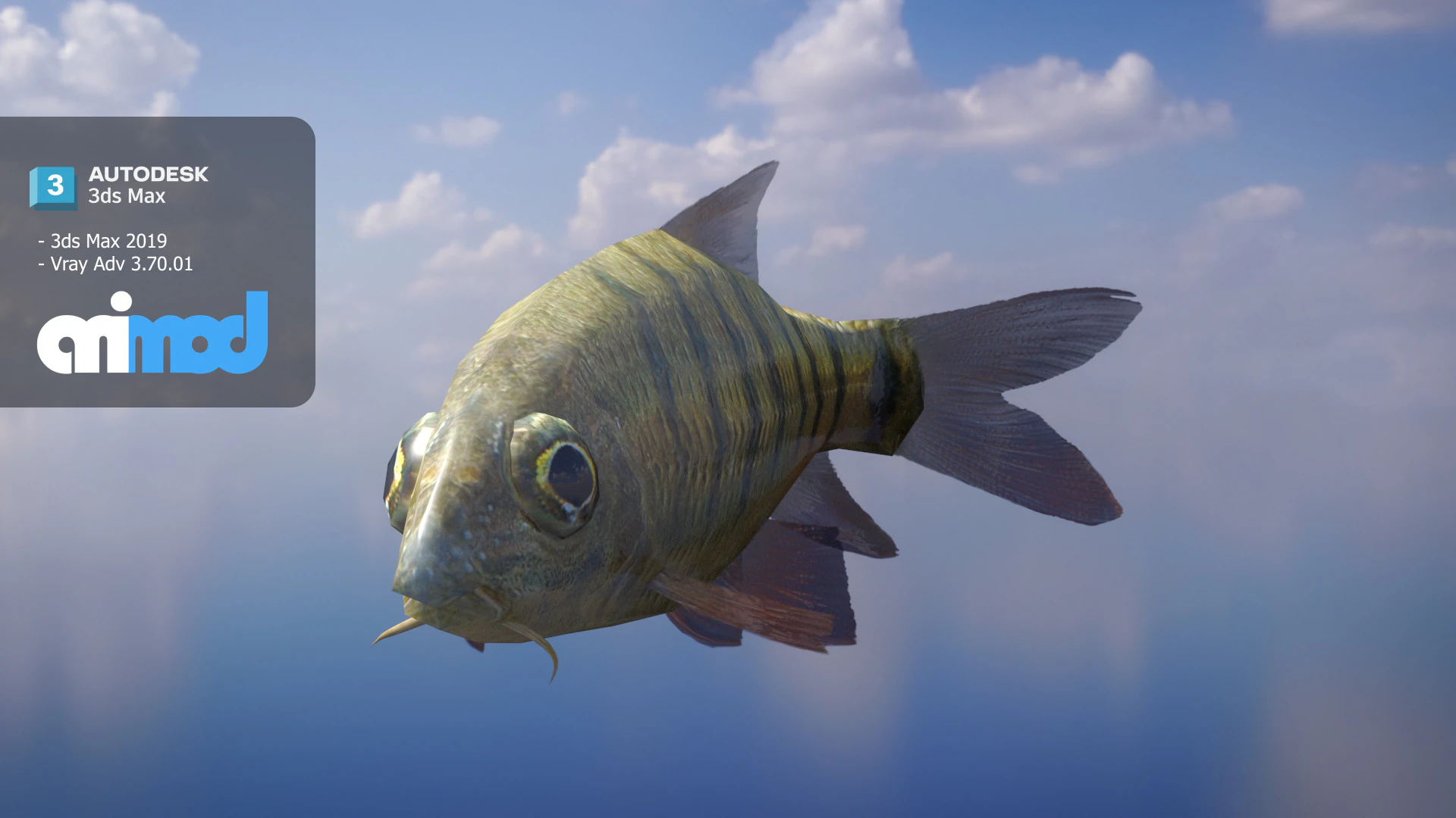 Acrossocheilus Grouper Fish 3D Model .c4d .max .obj .3ds .fbx .stl .blend 