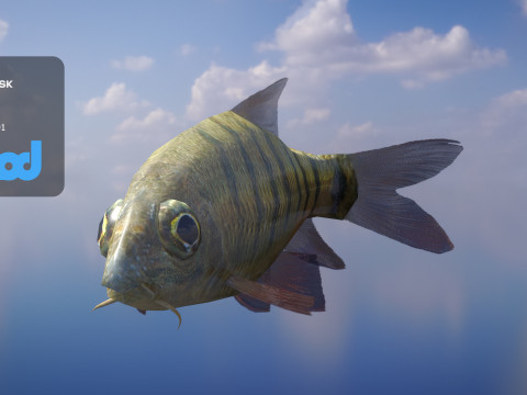 Acrossocheilus Grouper Fish 3D 模型