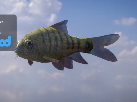 Acrossocheilus Grouper Fish 3D Model