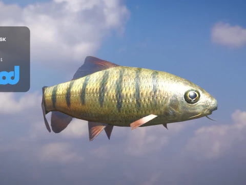 Acrossocheilus Grouper Fish 3D Model