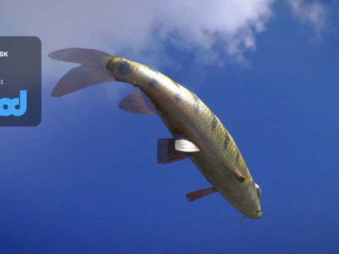Acrossocheilus Grouper Fish 3D Model