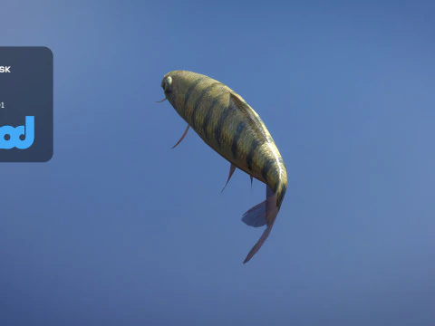 Acrossocheilus Grouper Fish 3D Model