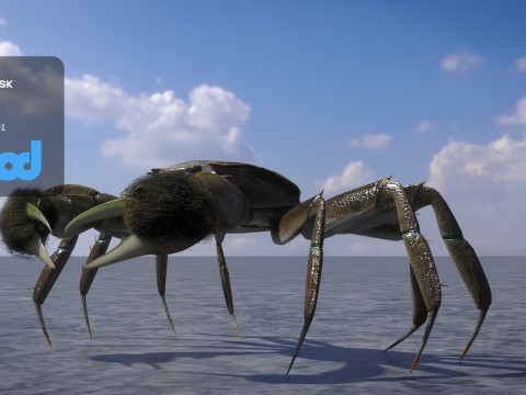 Crab Female Rigged Model 3D