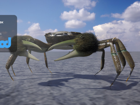 Crab Female Rigged 3D-Modell