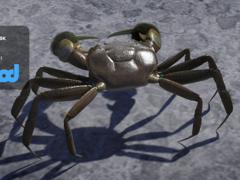 Crab Female Rigged Model 3D