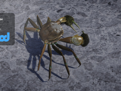 Crab Female Rigged Model 3D