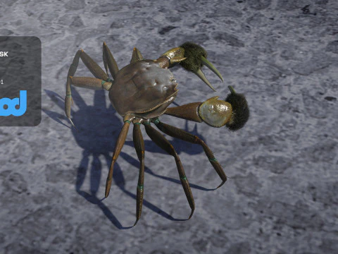 Crab Female Rigged 3D Model