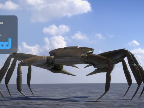Crab Female Rigged Model 3D