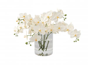 Falsa orquídea blanca Phalaenopsis en jarrón de vidrio Modelo 3D
