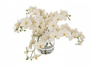 Faux White Orchid Phalaenopsis in Glass Vase 3D मॉडल