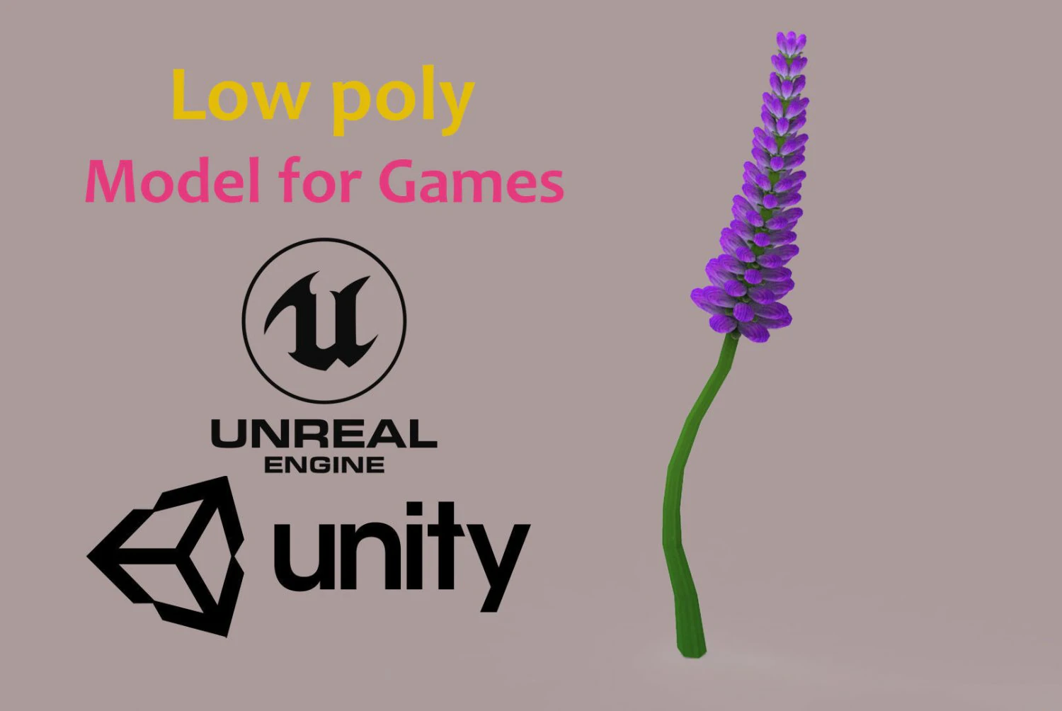 Lavander lavender 3D Model .c4d .max .obj .3ds .fbx .stl .blend 