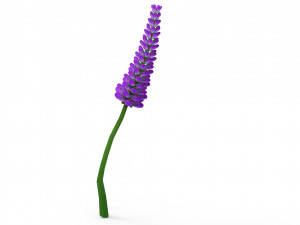 Lavander lavender 3D Model