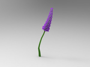 Lavander lavender 3D Model
