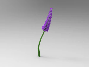 Lavander lavender 3D Model