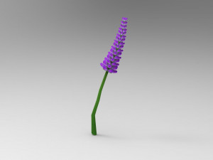 Lavander lavender 3D Model