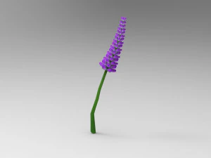 Lavander lavender 3D Model
