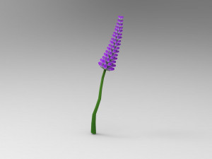 Lavander lavender 3D Model
