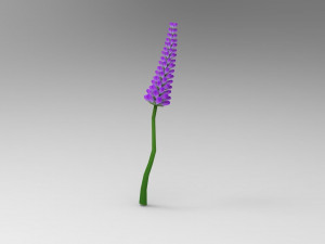 Lavander lavender 3D Model