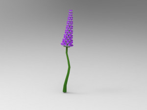 Lavander lavender 3D Model