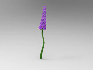 Lavander lavender 3D Model